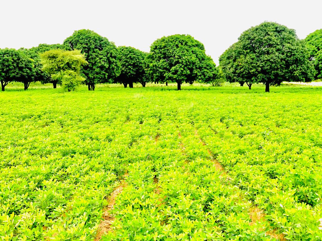 Champs agricoles au Sénégal
